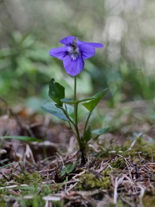 0721 (2-v) Wald-Veilchen