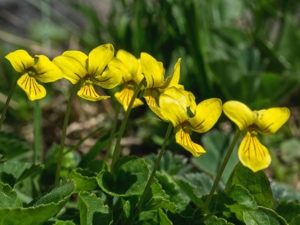 0729 (3-g) Gelbes Bergveilchen
