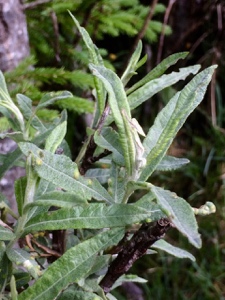 Lavendel-Weide