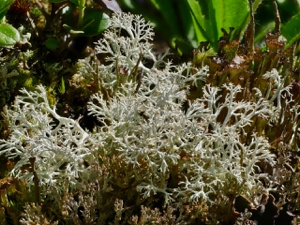 Ebenästige Rentierflechte (Cladonia portentosa)