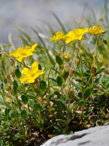 Gewöhnliches Sonnenröschen