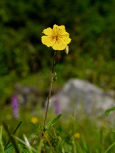 Gewöhnliches Sonnenröschen