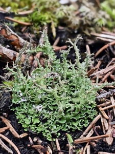 Rentierflechte, Gegabelte Cladonie (Cladonia cf. furcata)?