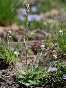 Bewimperte Gänsekresse