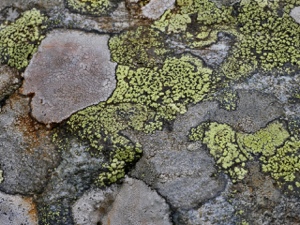 Gelbfrüchtige oder Grüngelbe Schwefelflechte (Psilolechia lucida)?