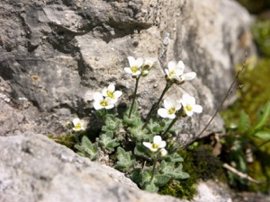 Zwerg-Gänsekresse