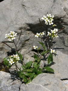 0917 (2-w) Alpen-Gänsekresse