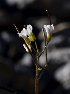 0917 (3-w) Alpen-Gänsekresse