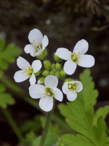 0917 (3-w) Alpen-Gänsekresse