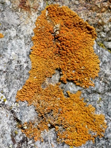 096 Zierliche Gelbflechte (Xanthoria elegans)?