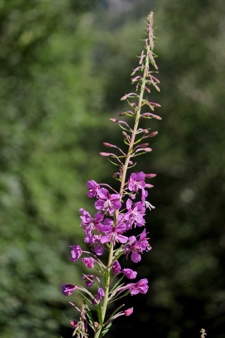 Wald-Weidenröschen