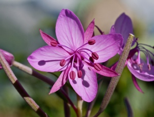 Fleischers Weidenröschen