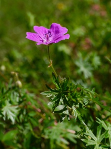 Blutroter Storchschnabel