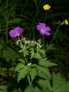 Wald-Storchschnabel