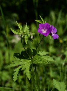 Wald-Storchschnabel