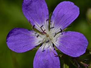 Wald-Storchschnabel