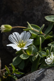 1186 (2-w) Breitblättriges Hornkraut