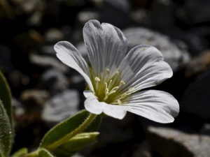 1186 (2-w) Breitblättriges Hornkraut