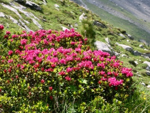 Rostblättrige Alpenrose