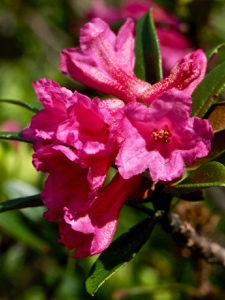 Rostblättrige Alpenrose