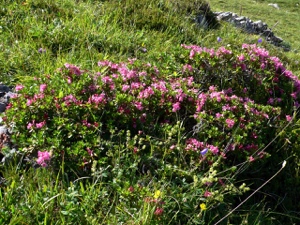 Bewimperte Alpenrose