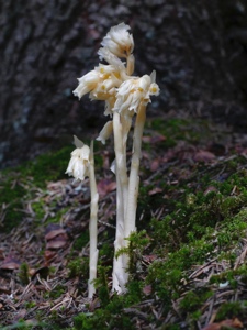 1339 (1-g) Gewöhnlicher Fichtenspargel
