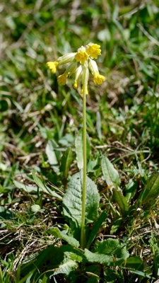 1351 (2-g) Frühlings-Schlüsselblume