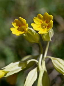 1351 (3-g) Frühlings-Schlüsselblume