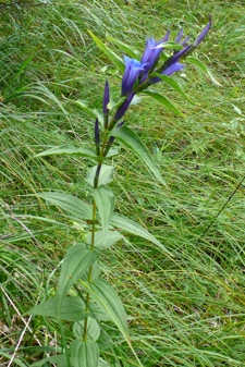 Schwalbenwurz-Enzian