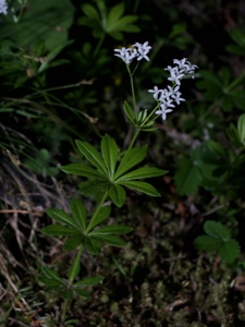 1443 (2-w) Echter Waldmeister