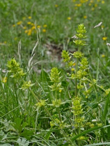 1469 (0-g) Behaartes Kreuzlabkraut