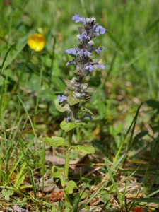 Kriechender Günsel