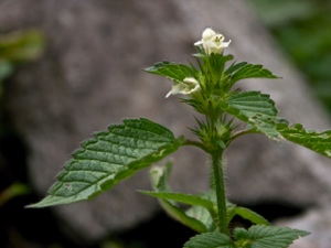 Weisse Taubnessel