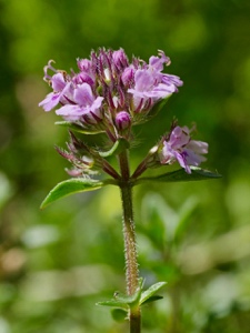 Gebirgs-Feld-Thymian