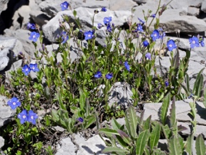 Felsen-Ehrenpreis