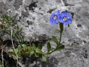 Felsen-Ehrenpreis