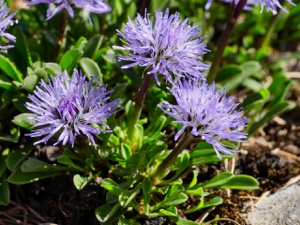 1711 (1-b) Herzblättrige Kugelblume