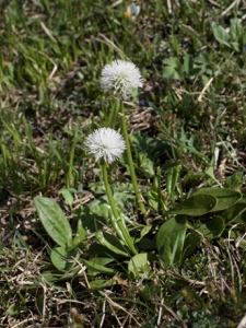 1712 (1-b) Schaft-Kugelblume