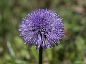 1712 (3-b) Schaft-Kugelblume