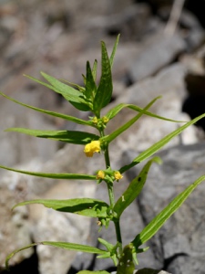 Wald-Wachtelweizen