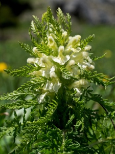 1789 (3-g) Blattreiches Läusekraut