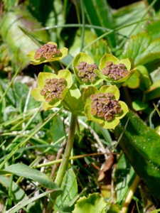 Sternblütiges Hasenohr