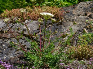 1883 (1-w) Alpen-Liebstock