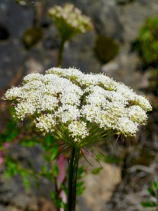 1883 (2-w) Alpen-Liebstock