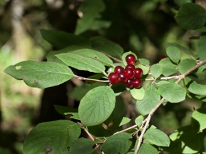 Rote Heckenkirsche