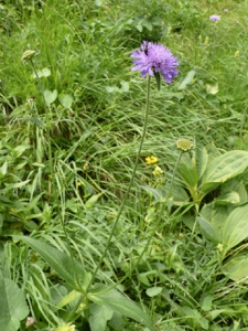 Wald-Witwenblume