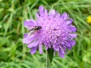 1967 (4-v) Wald-Witwenblume