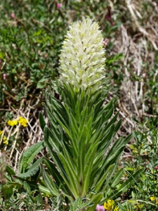 Straussblütige Glockenblume