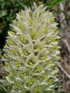 1980 (3-w) Straussblütige Glockenblume