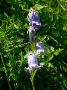 Bärtige Glockenblume